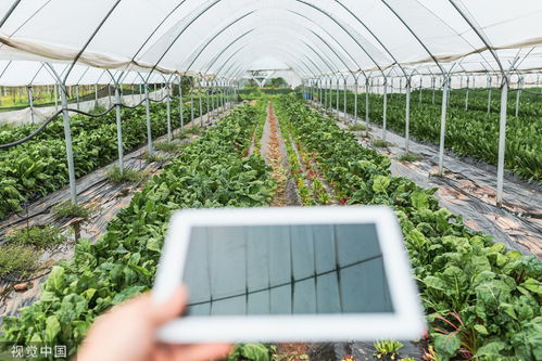 生態(tài)農(nóng)業(yè)是一場(chǎng)新的農(nóng)業(yè)革命,還是刀耕火種的原始農(nóng)業(yè)