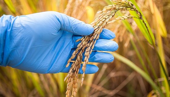 農業部官員:南非印度等批準轉基因后很快成出口國|農業|食品安全|轉基因_新浪財經_新浪網