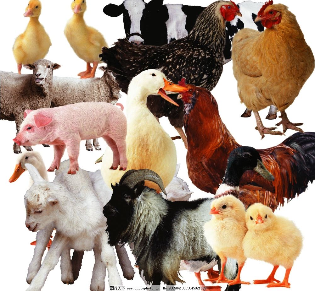 牛羊飼料廠家牛羊飼料品牌牛羊料最大的廠家_農業產品網