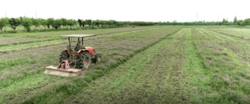 農業(yè)棒 產業(yè)強 百姓富 青浦現(xiàn)代農業(yè)園區(qū)為農業(yè)高質量發(fā)展賦能