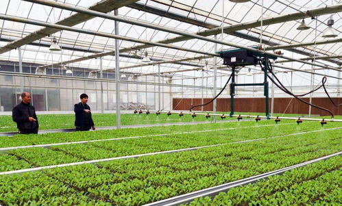 高質(zhì)量推進(jìn)鄉(xiāng)村振興