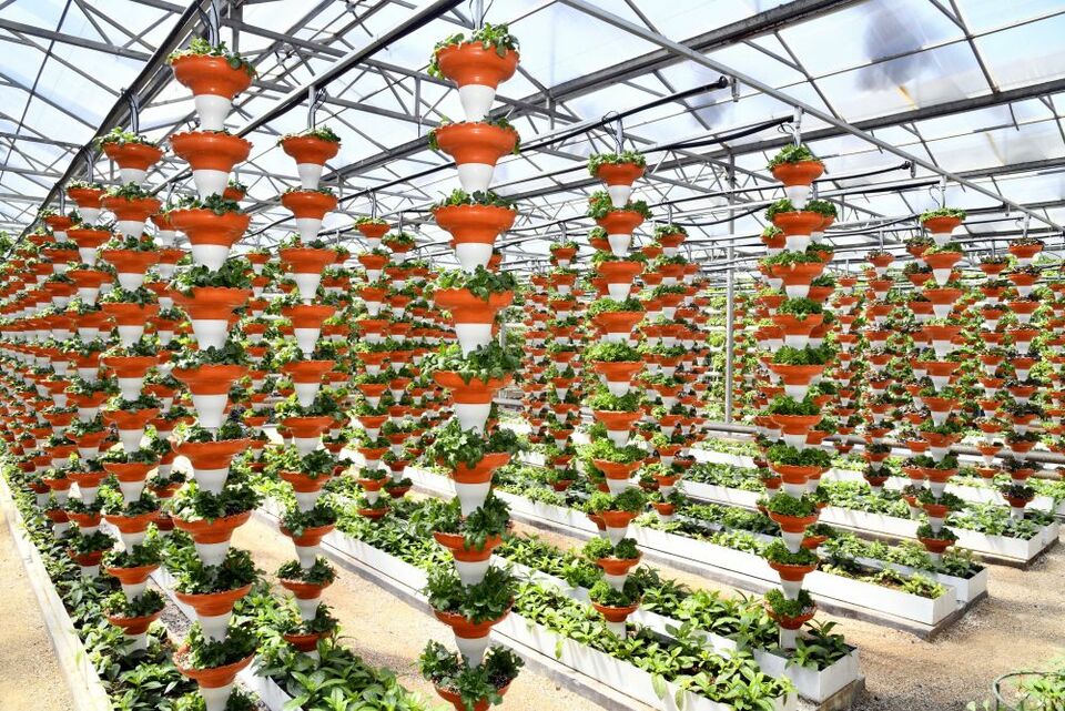 總產(chǎn)值首破萬億元!透視山東農(nóng)業(yè)發(fā)展信號(hào)-國際在線