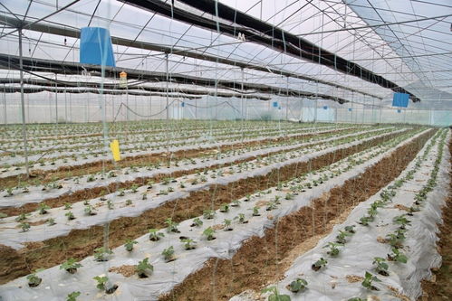 產(chǎn)品有特色,農(nóng)業(yè)有亮色 梅州梅江區(qū)農(nóng)產(chǎn)品入選 全國名特優(yōu)新農(nóng)產(chǎn)品