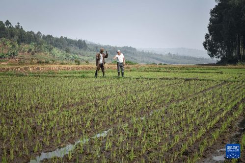中國人的故事 中國援盧旺達農(nóng)業(yè)技術(shù)示范中心的中國專家