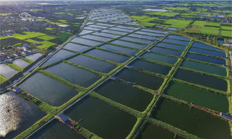 航拍照鳥瞰崇明 發現上海從未見過的驚艷