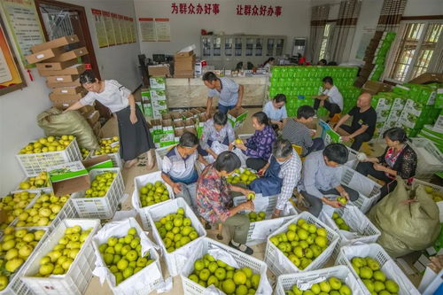 重慶萬州長嶺村委會辦公室變身加工廠，助推農產品外銷助力鄉村振興