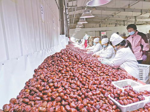 兵團(tuán)日報(bào) 農(nóng)業(yè)現(xiàn)代化進(jìn)程中的兵團(tuán)力量